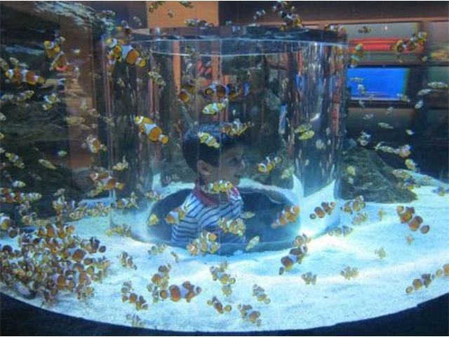 Adi_in_SA_-_Aquarium4_-_Adi_in_aquarium