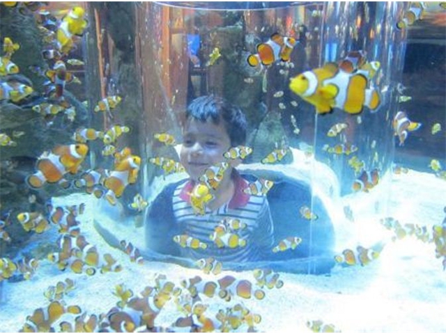 Adi_in_SA_-_Aquarium7_-_Adi_in_aquarium