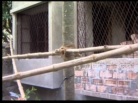 Pather Panchali: A Living Resonance