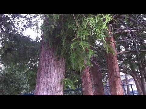 Official EARTH DAY 2014 Anthem - 