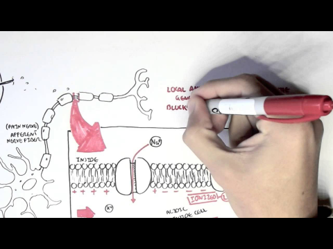 Pharmacology - Local Anaesthetic