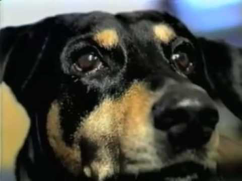 ANIMAL RIGHTS - a universal declaration