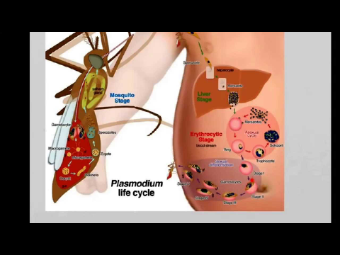 Malaria life cycle