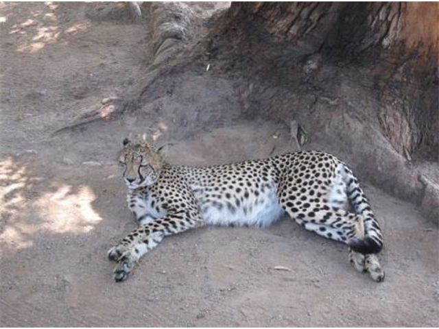 Adi_in_SA_-_Cheetahland8