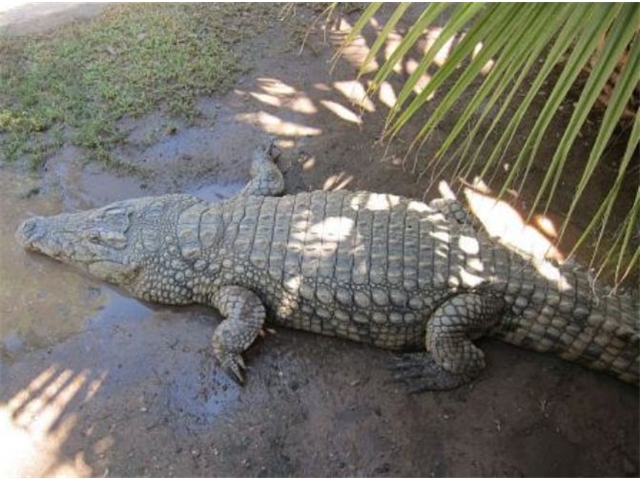 Adi_in_SA_-_Crocodiles3 - Copy