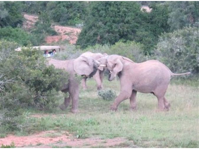 Adi_in_SA_-_Elephant2