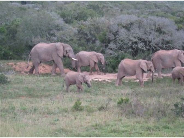 Adi_in_SA_-_Elephant3