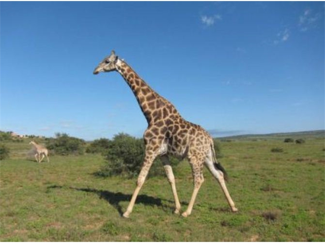 Adi_in_SA_-_Giraffe2