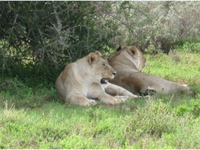 Adi_in_SA_-_Lion2 - Copy