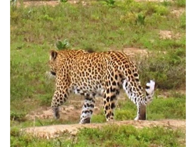 Adi in SA - Lion returning home