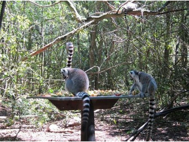 Adi_in_SA_-_Monkeyland12 - Copy