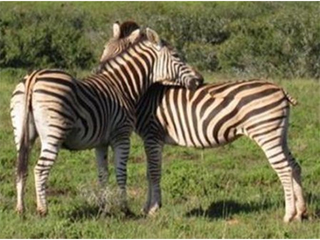 Adi_in_SA_-_Zebra_crossing - Copy