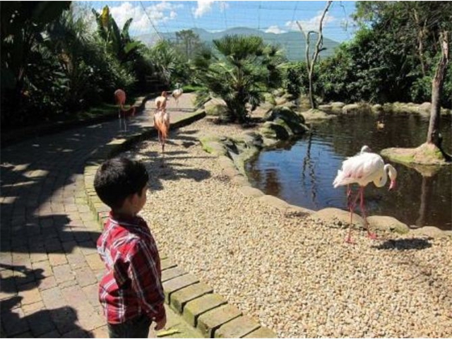 Adi_in_SA_-_Birds_-_Cranes