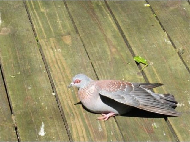 Adi_in_SA_-_Birds_-_Dove