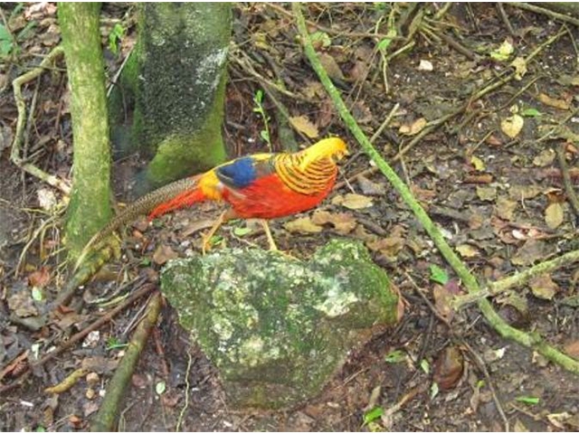 Adi_in_SA_-_Birds_-_hen