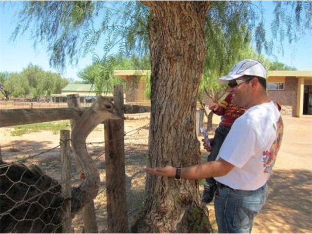Adi_in_SA_-_Birds_-_Ostrich11