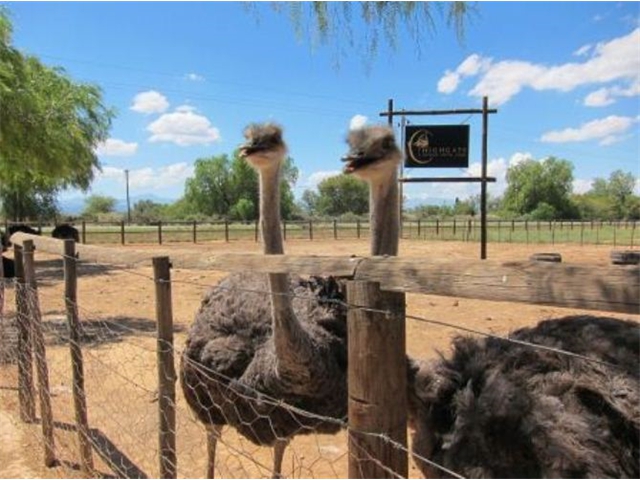 Adi_in_SA_-_Birds_-_Ostrich12