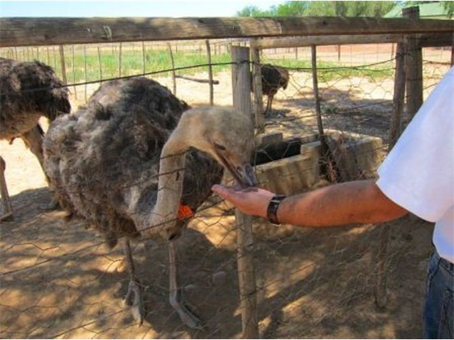 Adi_in_SA_-_Birds_-_Ostrich13
