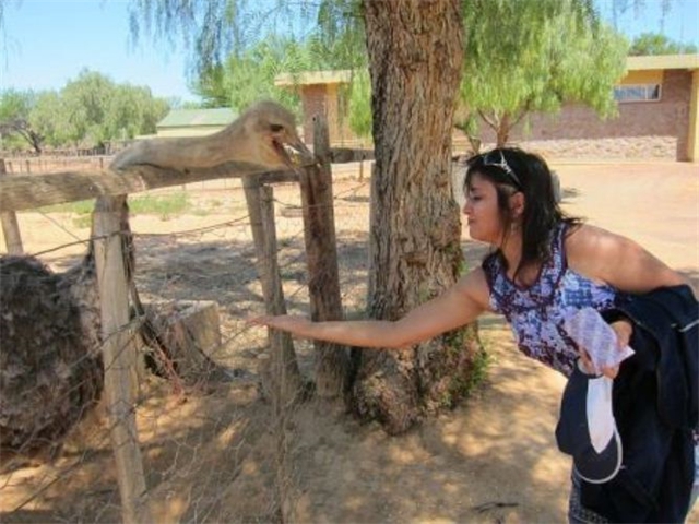 Adi_in_SA_-_Birds_-_Ostrich15
