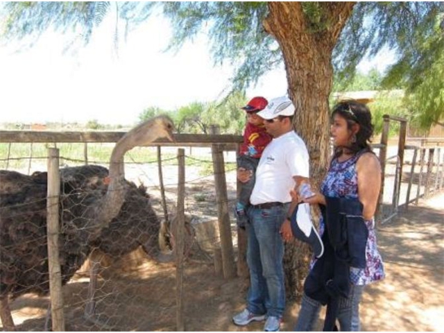 Adi_in_SA_-_Birds_-_Ostrich18