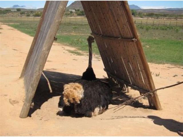 Adi_in_SA_-_Birds_-_Ostrich19