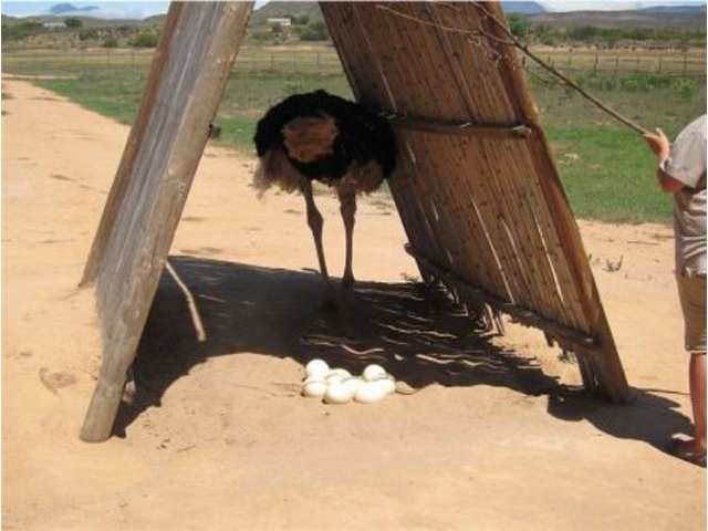 Adi_in_SA_-_Birds_-_Ostrich20