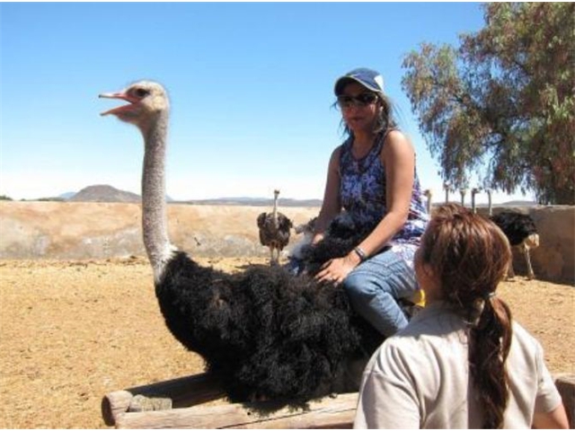 Adi_in_SA_-_Birds_-_Ostrich27_-_Ride_by_Sarita
