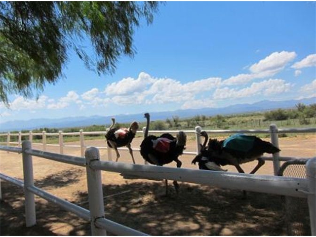 Adi_in_SA_-_Birds_-_Ostrich31