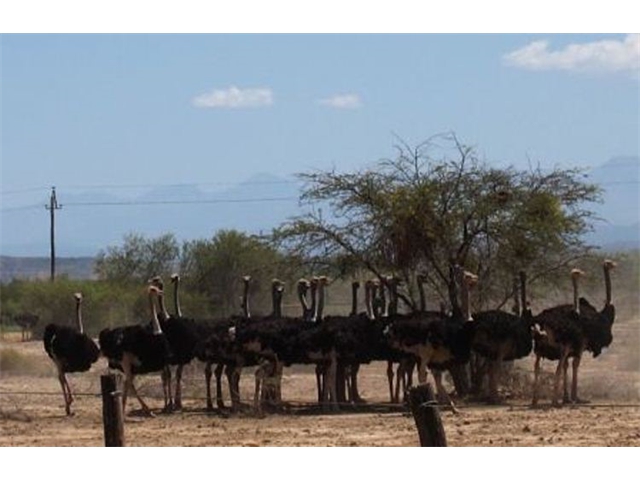 Adi_in_SA_-_Birds_-_Ostrich4