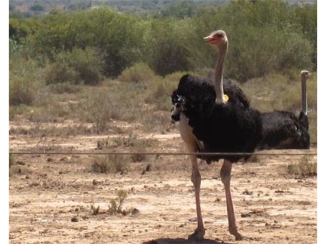 Adi_in_SA_-_Birds_-_Ostrich5