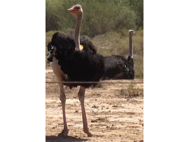 Adi_in_SA_-_Birds_-_Ostrich6