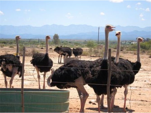 Adi_in_SA_-_Birds_-_Ostrich8