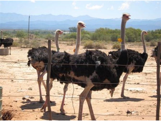 Adi_in_SA_-_Birds_-_Ostrich9