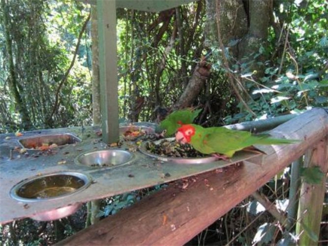 Adi_in_SA_-_Birds_-_Parrots