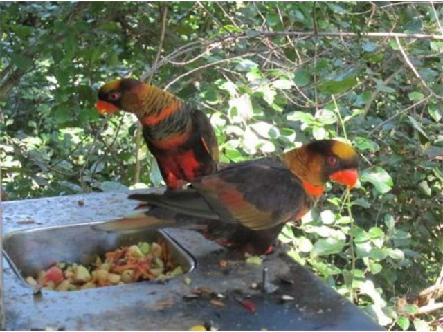 Adi_in_SA_-_Birds_-_Parrots2
