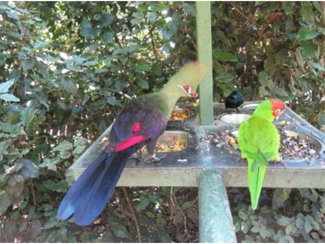 Adi_in_SA_-_Birds_-_Parrots3