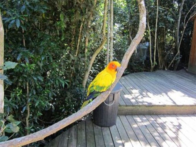 Adi_in_SA_-_Birds_-_Parrots6