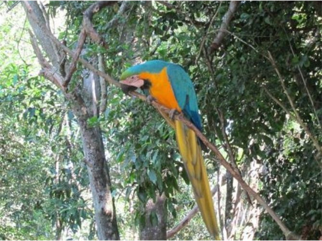 Adi_in_SA_-_Birds_-_Parrots7