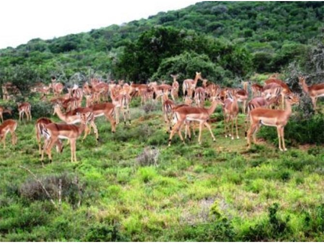 Adi_in_SA_-_Group of deers