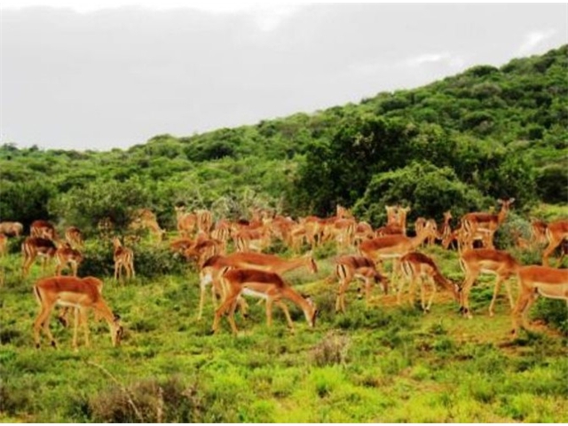 Adi_in_SA_-_Group of deers2