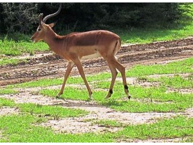 Adi_in_SA_-_Group_of_deers_11