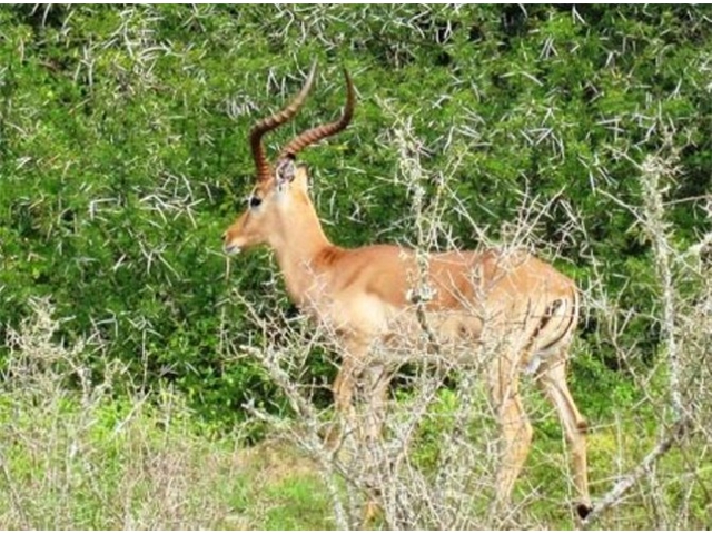 Adi_in_SA_-_Group_of_deers_12