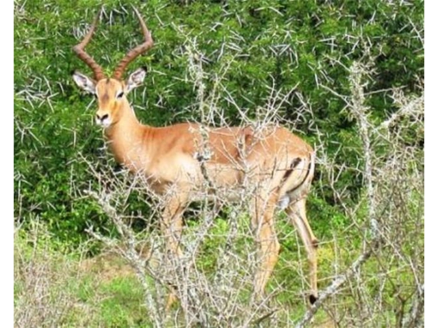 Adi_in_SA_-_Group_of_deers_13
