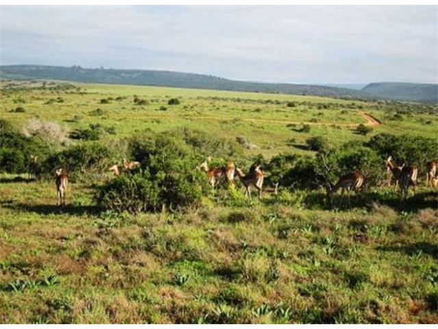 Adi_in_SA_-_Group_of_deers_14