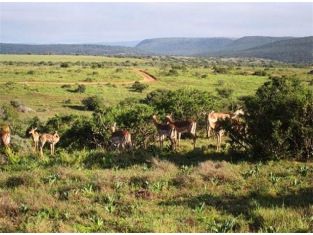 Adi_in_SA_-_Group_of_deers_15