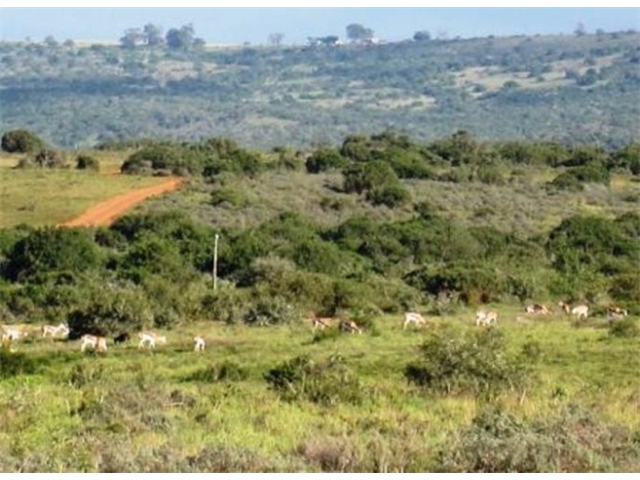 Adi_in_SA_-_Group_of_deers_17