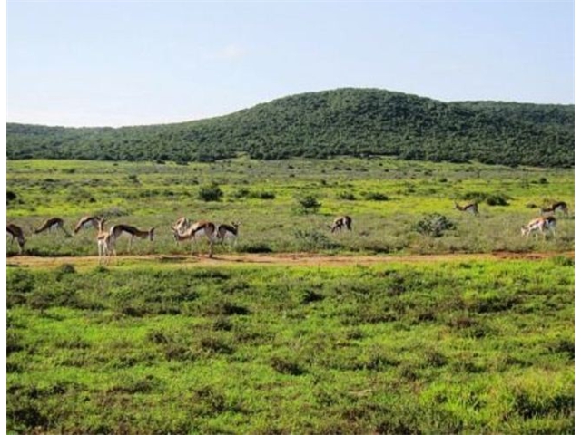 Adi_in_SA_-_Group_of_deers_18