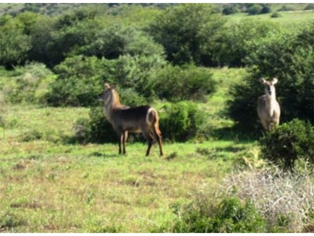 Adi_in_SA_-_Group_of_deers_21