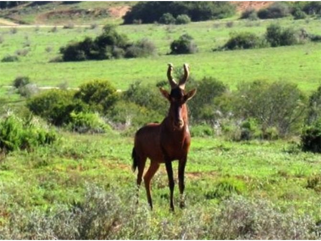 Adi_in_SA_-_Group_of_deers_22