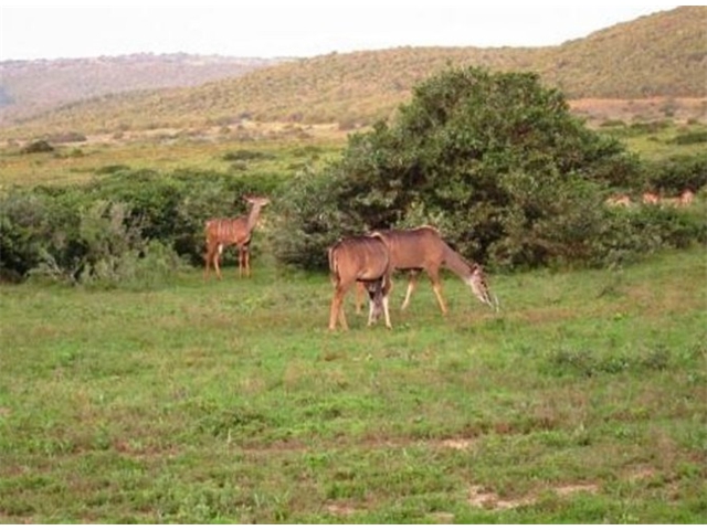 Adi_in_SA_-_Group_of_deers_23